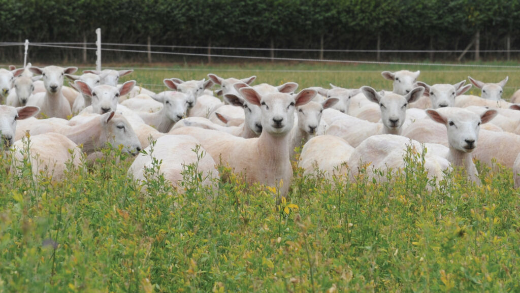 picture of sheep