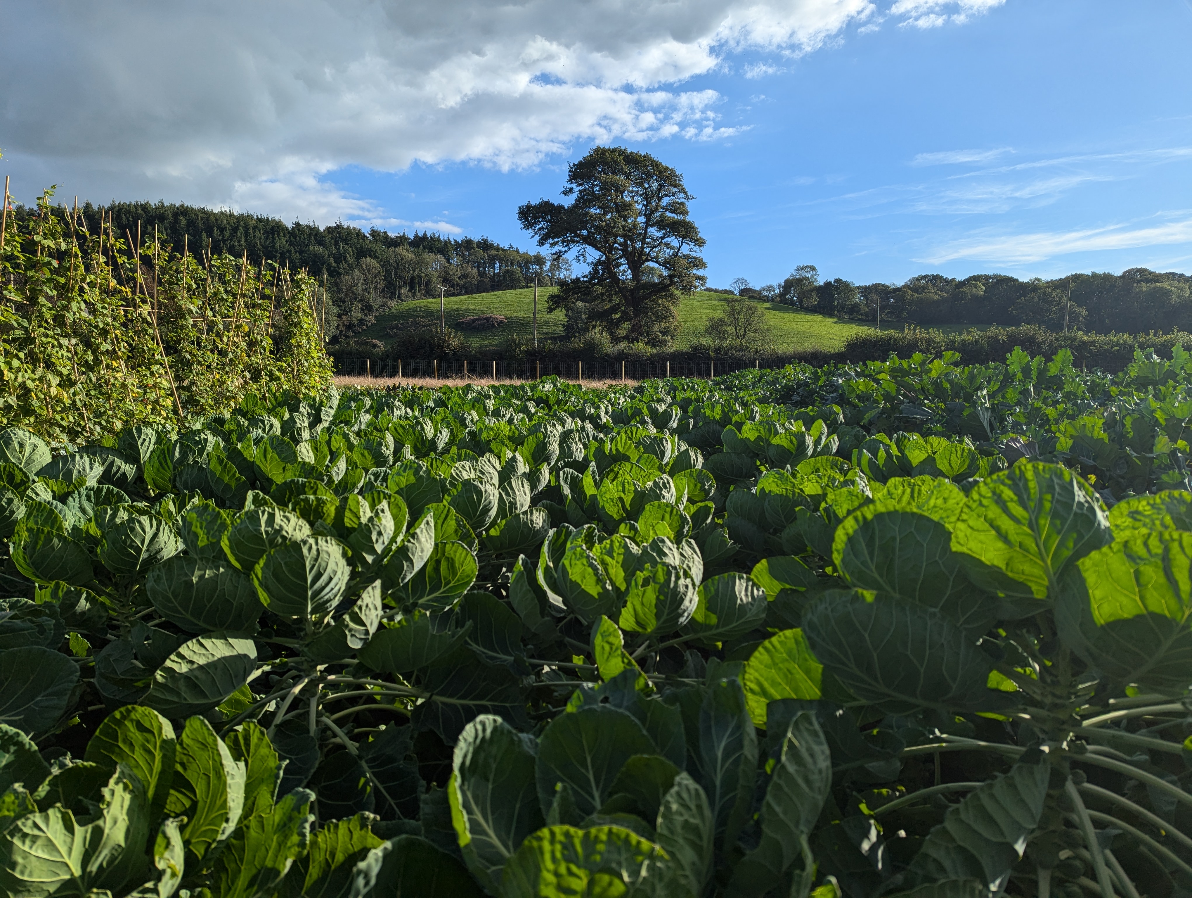 Explore the growth of Welsh-grown vegetables with Bwyd o’r Tir- Growing for the Future programme