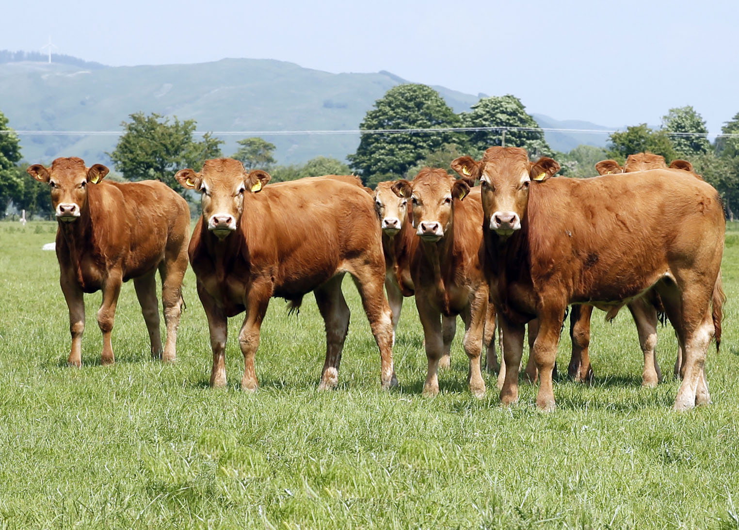 Amddiffyn Cymru Canllawiau Diweddaraf ar y Tafod Glas i Geidwaid Da Byw