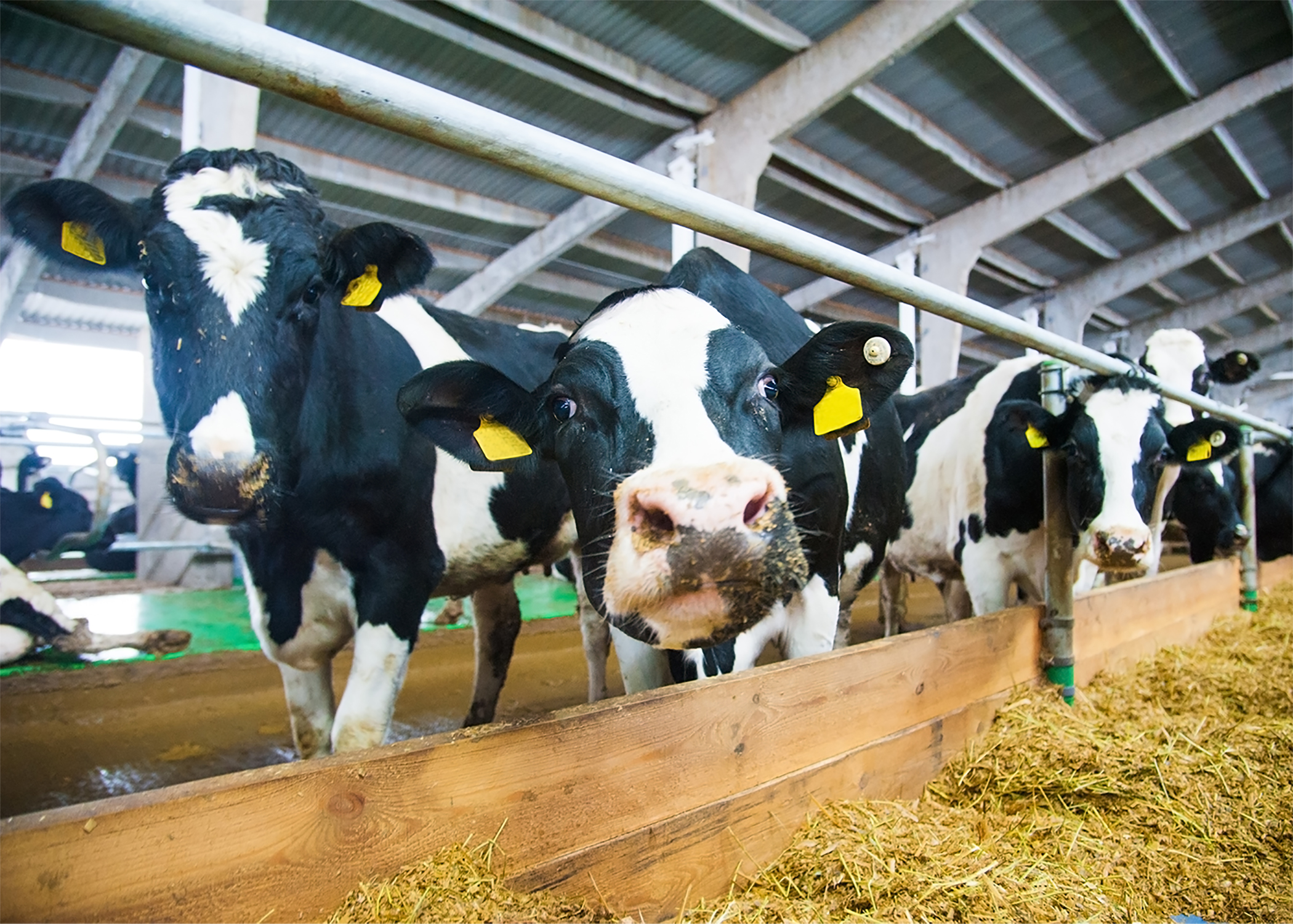 Bŵtcamp llaeth_Dairying bootcamp