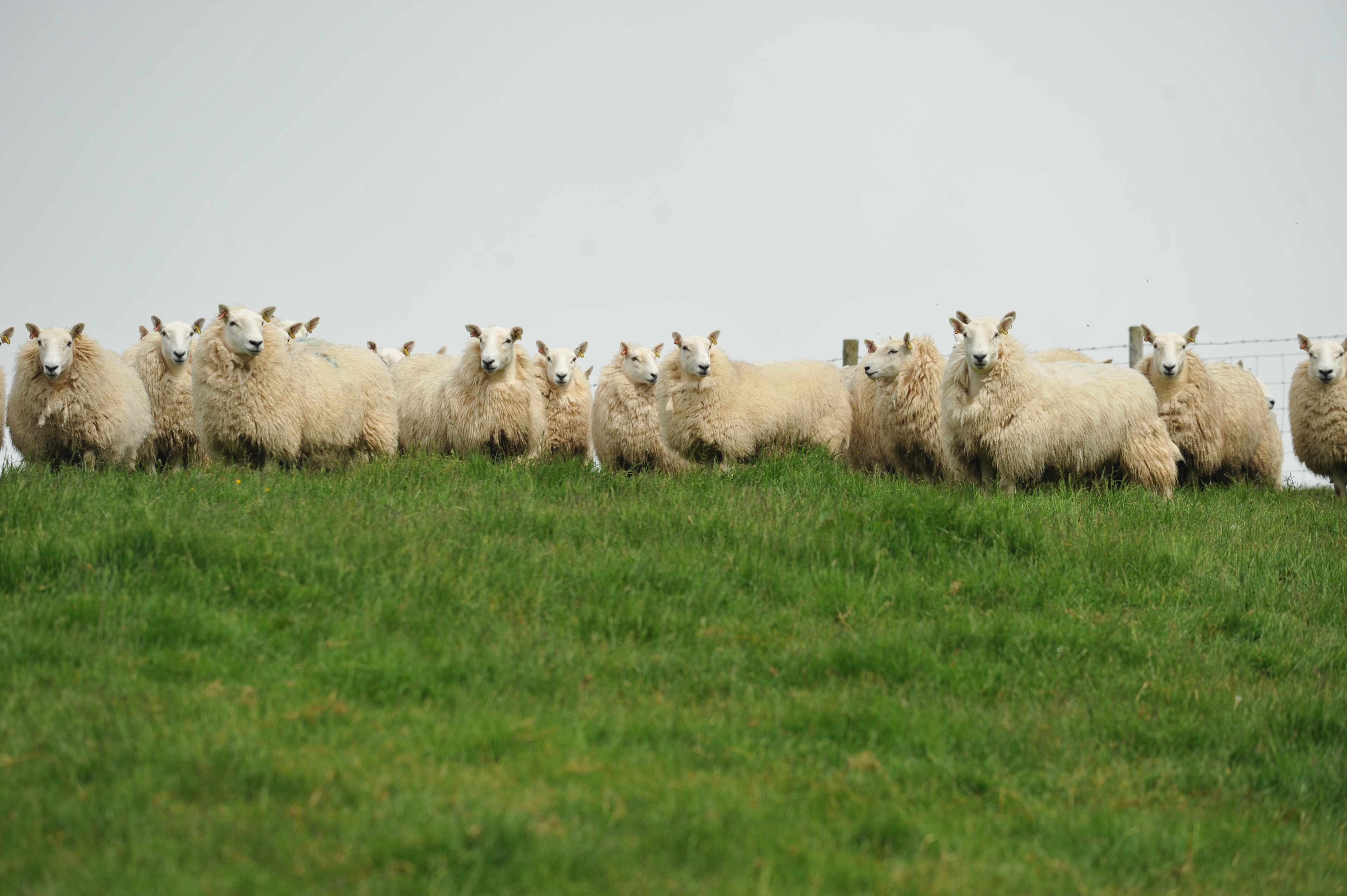 flock’s performance?