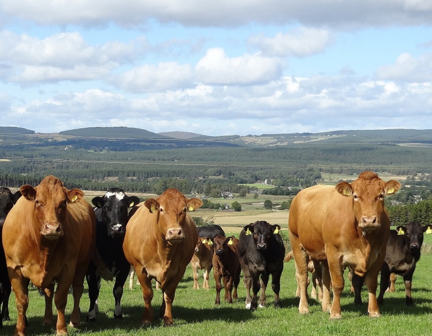 Disease Management in Cattle