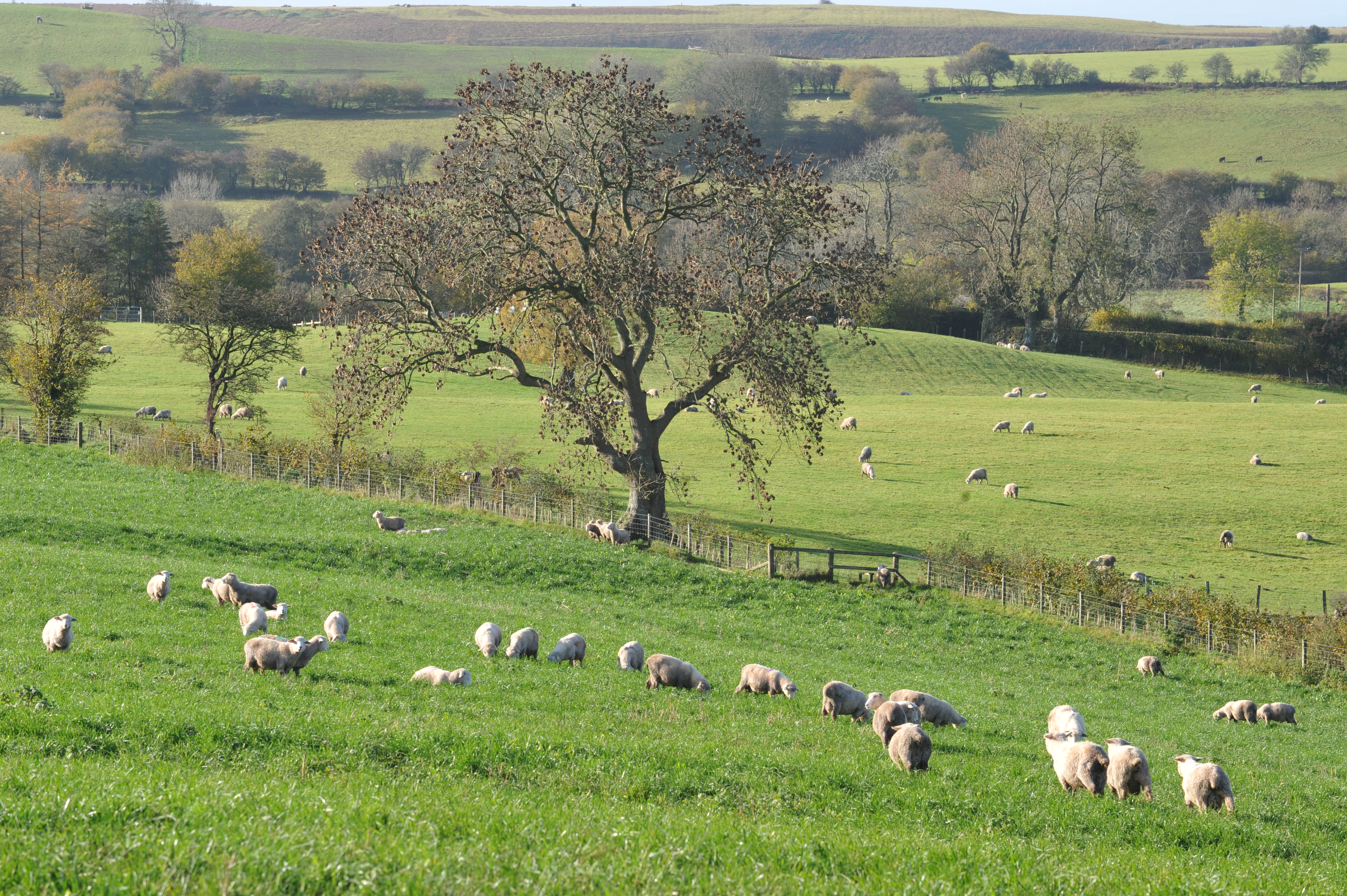Welsh Pasture Project data shows 2023