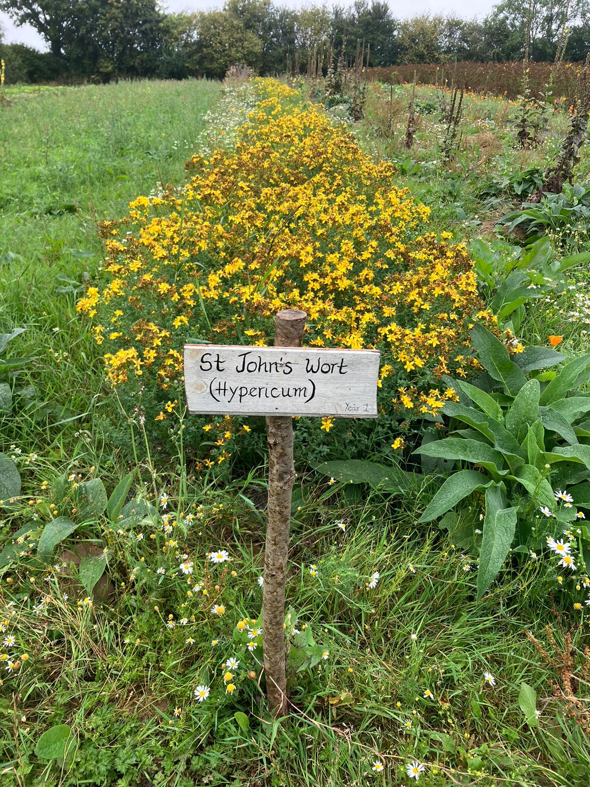  Agrisgôp helps Welsh herb growers to strengthen their businesses 
