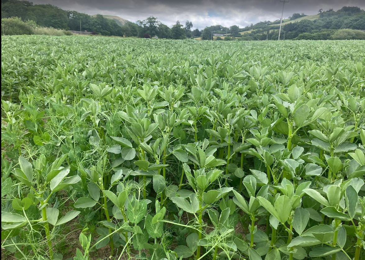Protein bi-crop generates feed cost savings at Welsh livestock farm