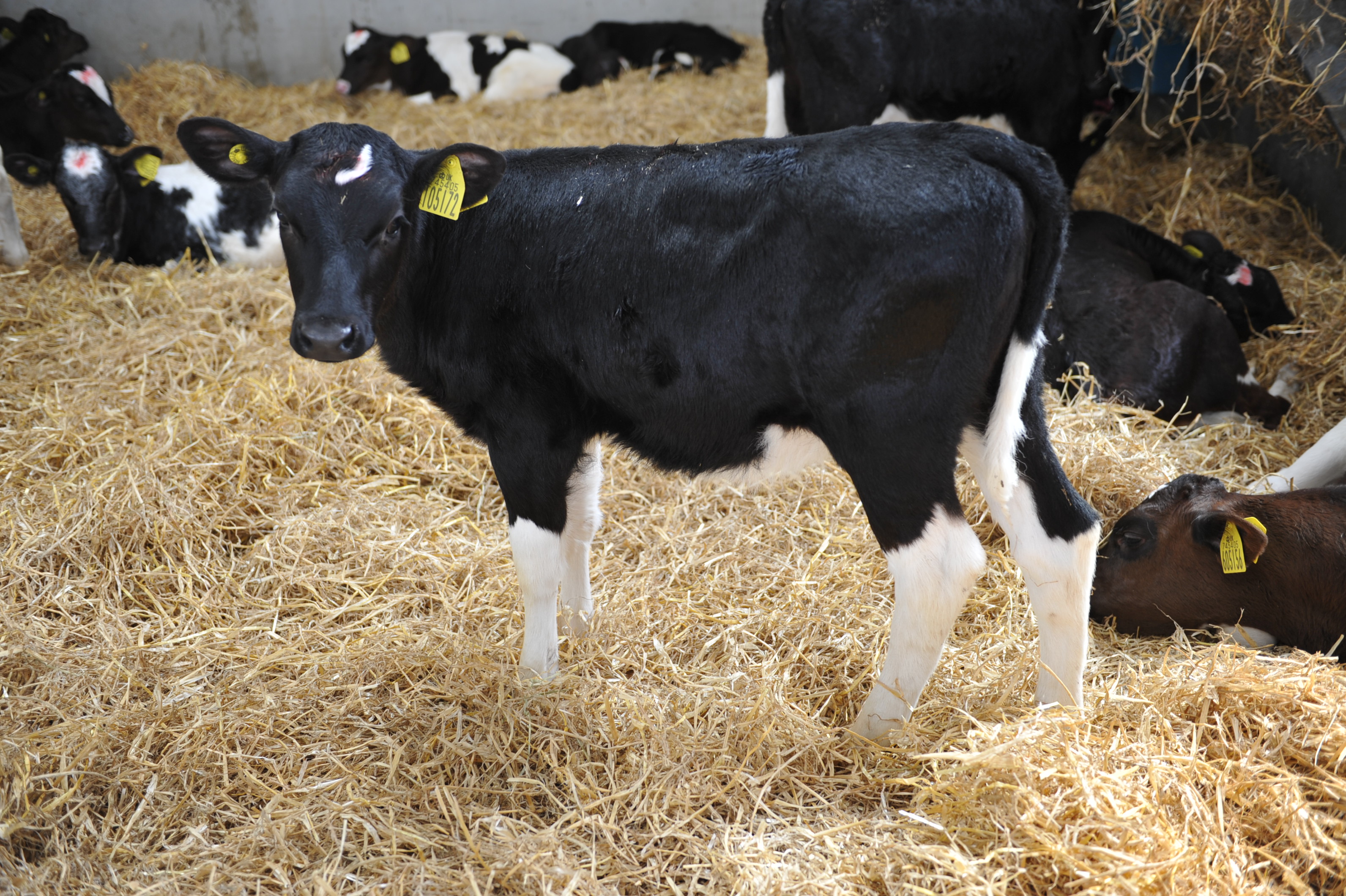 dairy calf 