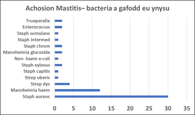 achosion mastitis