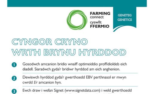 Cyngor Cryno Wrth Brynu Hyddod