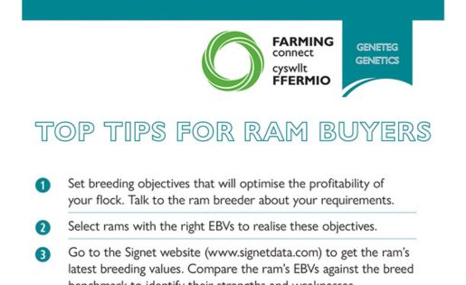 Top Tips For Ram Buyers