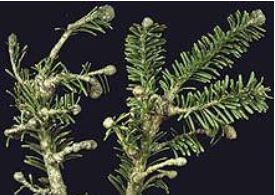 Christmas Tree Pest and Diseases
