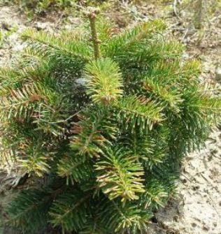Christmas Trees Needle Disease