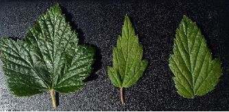 Disease Management of Bush Fruit