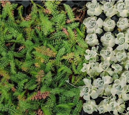 Getting to grips with basic plant health