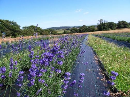 Growing Lavender
