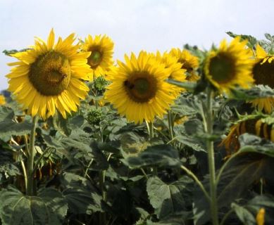 Growing Sunflowers