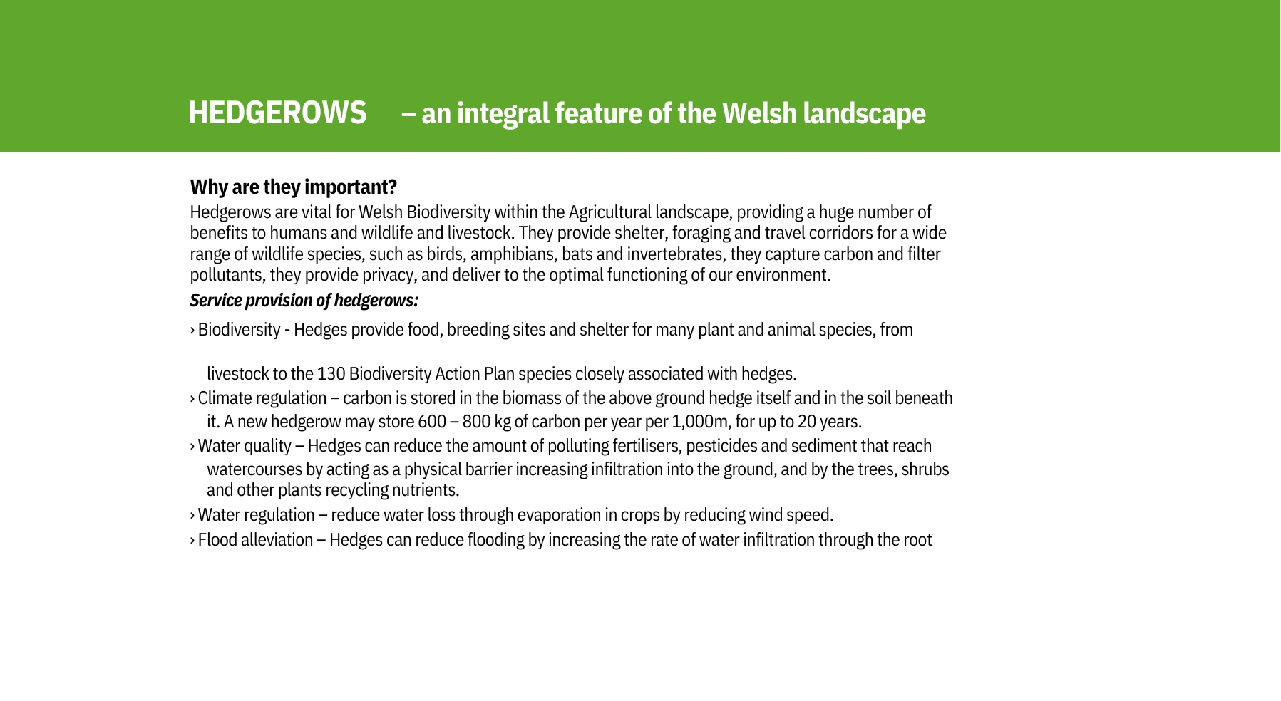 HEDGEROWS – an integral feature of the Welsh landscape