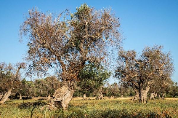 High risk plant imports Xylella fastidiosa