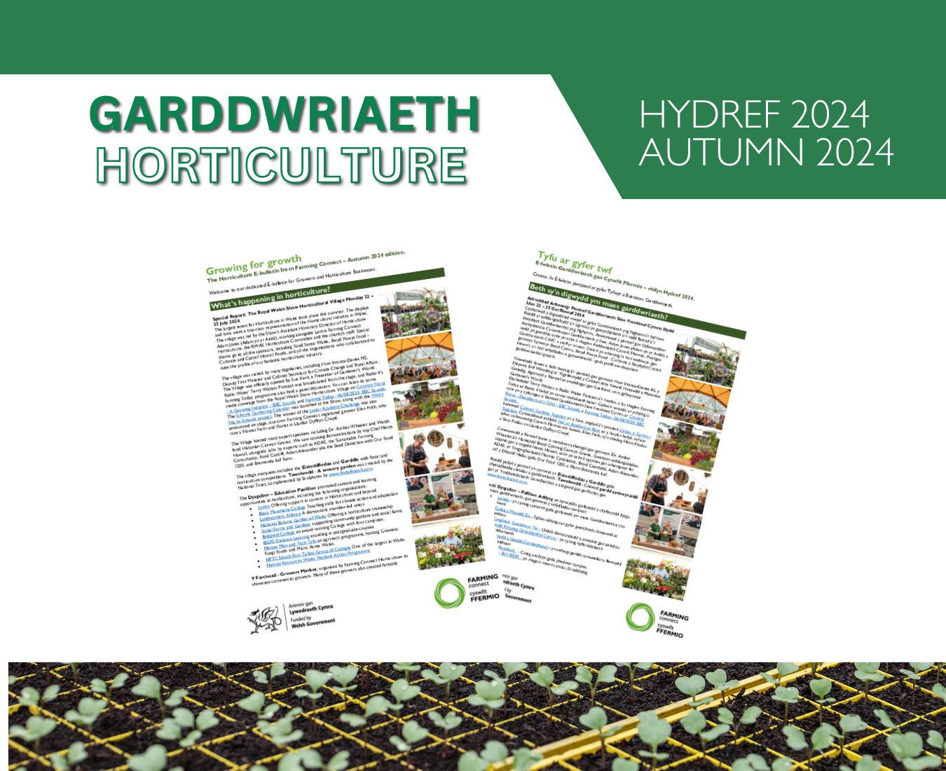 E-fwletin Garddwriaeth gan Cyswllt Ffermio – Rhifyn Hydref 2024
