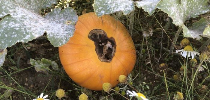 Managing Blossom end rot pumpkin