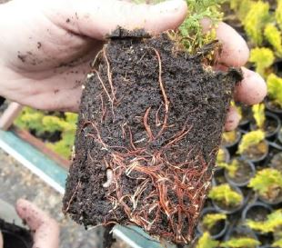 Ornamental plant protection