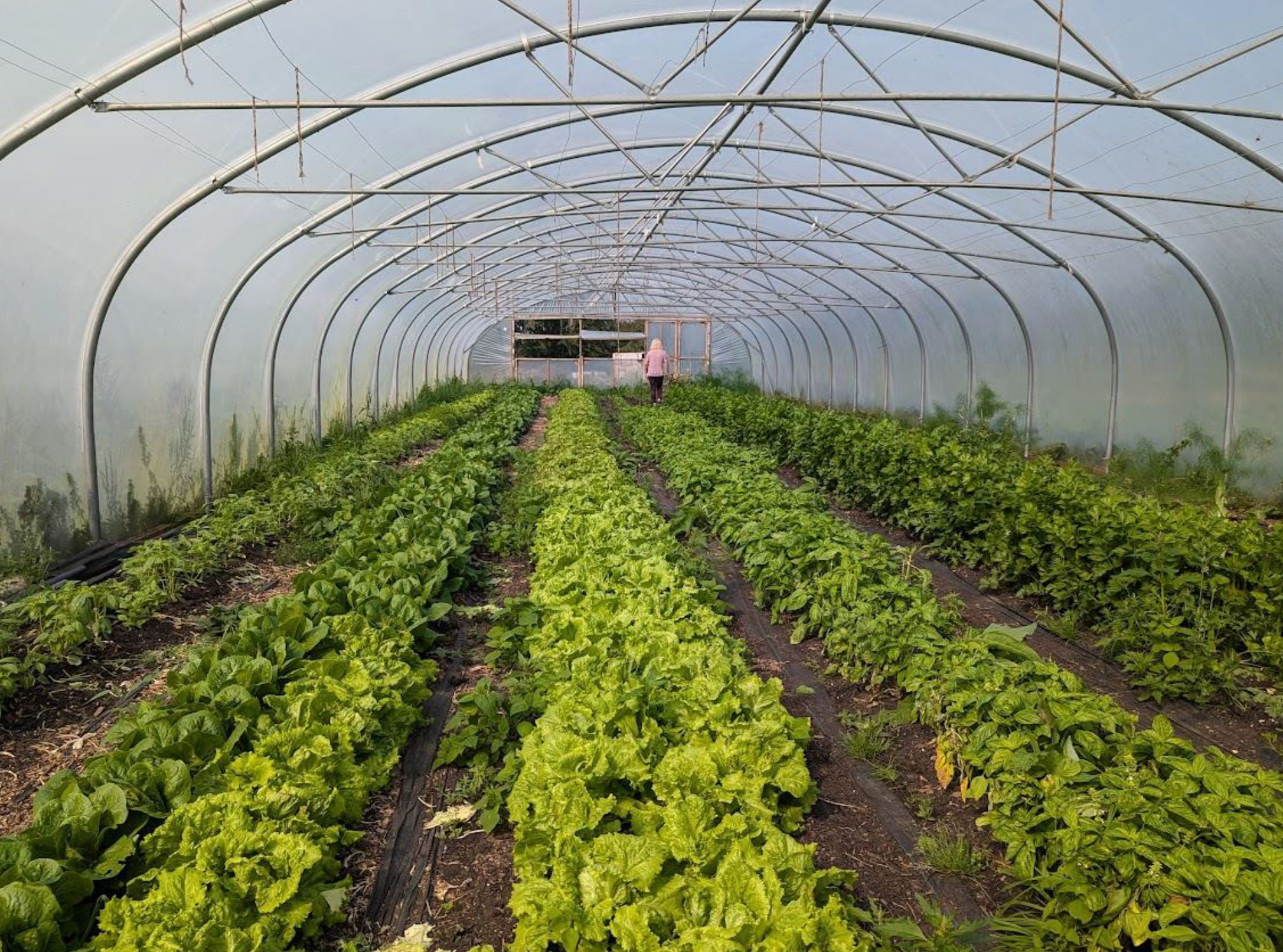 Planning and Polytunnels for Commercial Growers in Wales