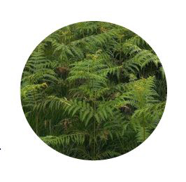 Plant Health Site Specific Risk Assessment