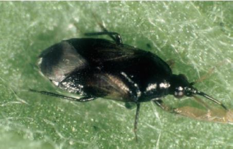 Promoting Beneficial Insects