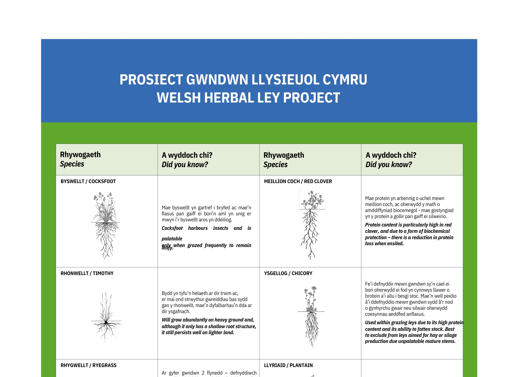 Prosiect Gwndwn Llysieuol Cymru - Welsh Herbal Ley Project