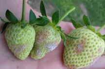 Soft Fruit historic case study – June July 2020