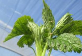 Soft Fruit case study – April 2020