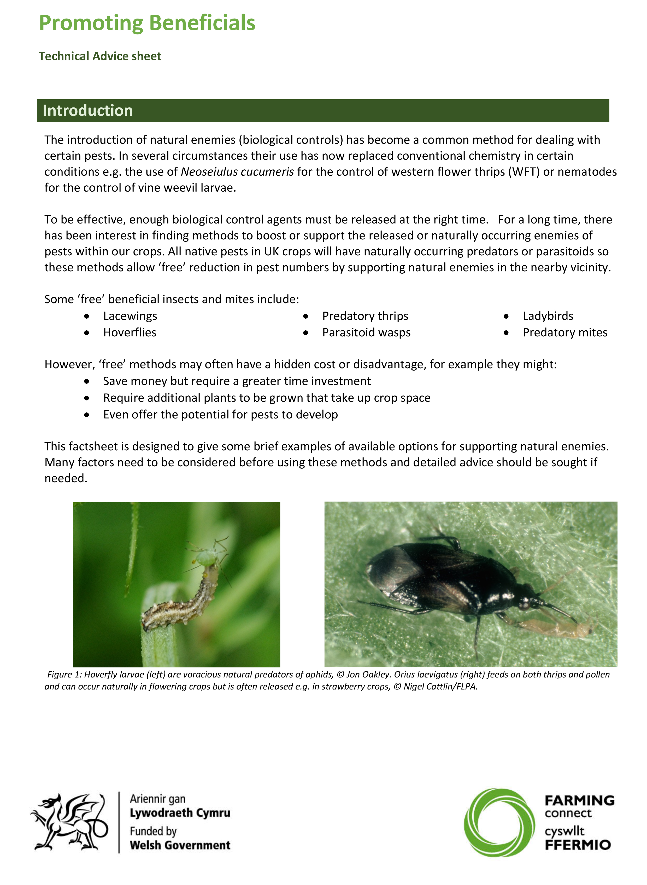 Technical advice sheet- Promoting Beneficials