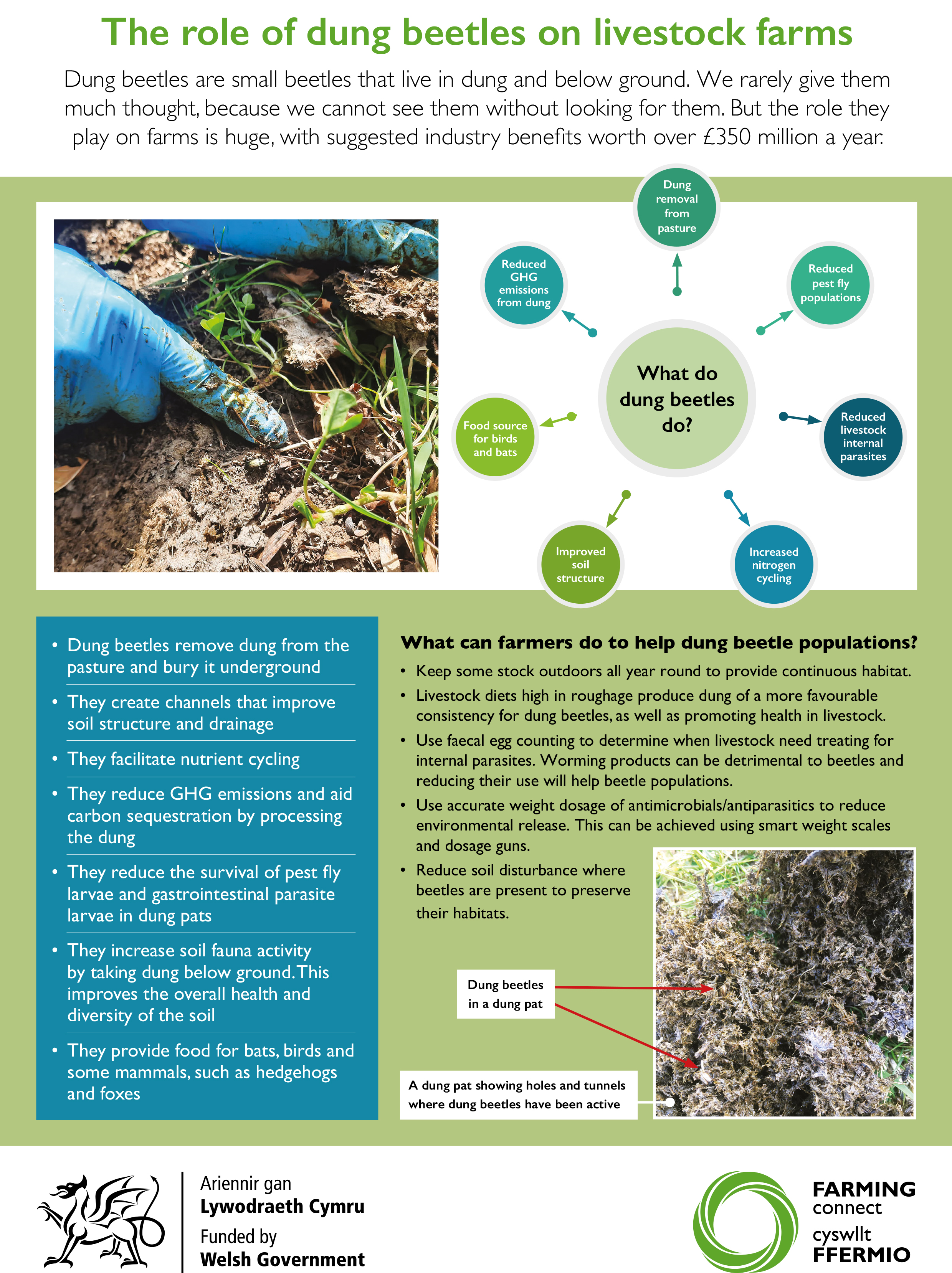 The role of dung beetles on livestock farms