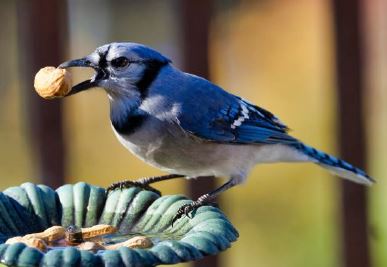 Vegetable and Fruit production; Nut hazards and control measures