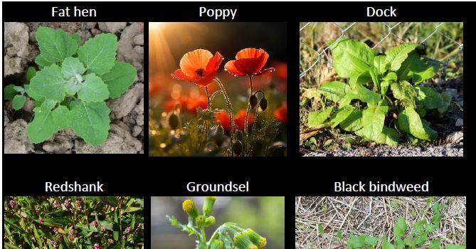 Weed control in field vegetable production