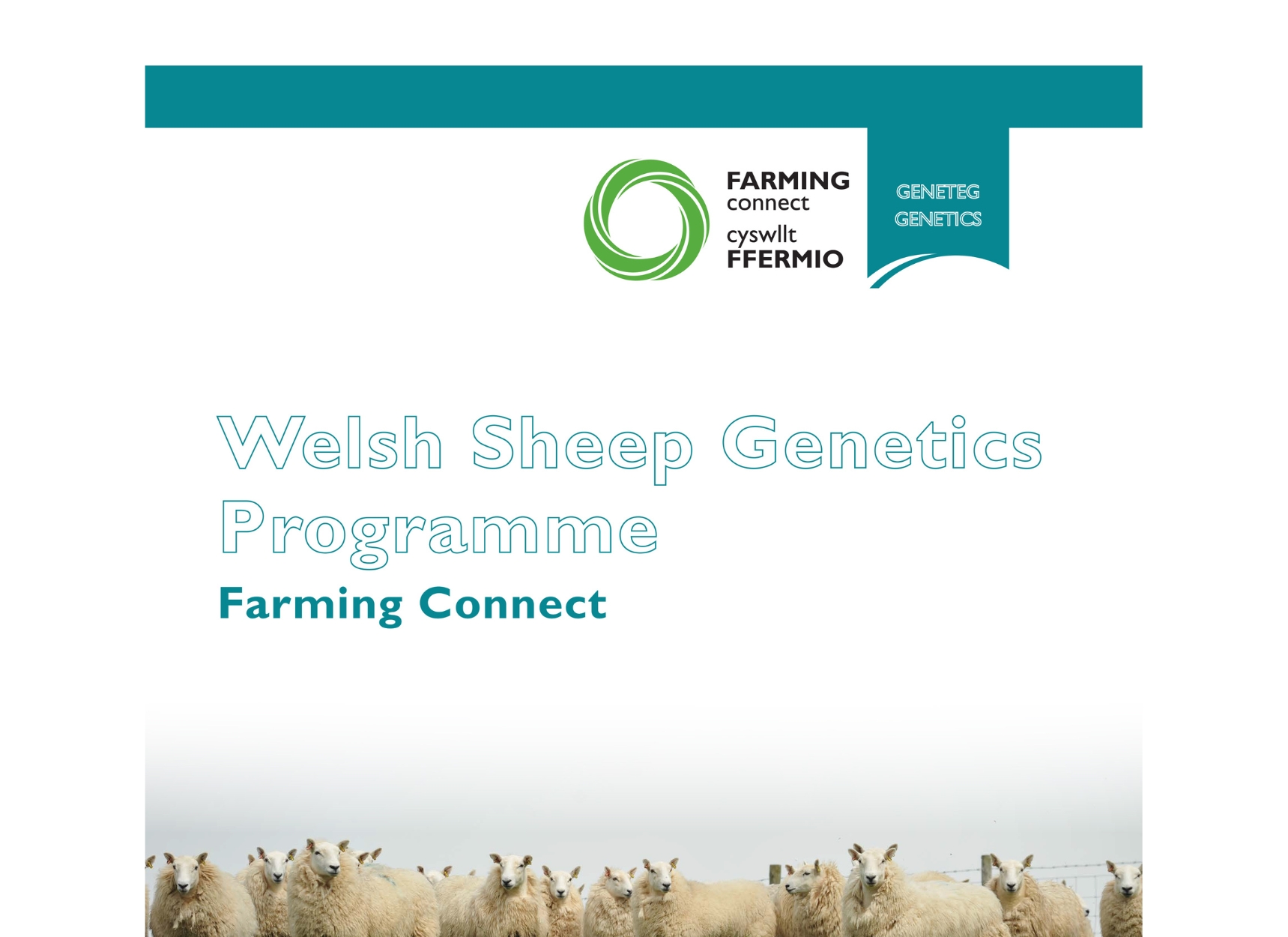  Welsh Sheep Genetics Programme - Farming Connect