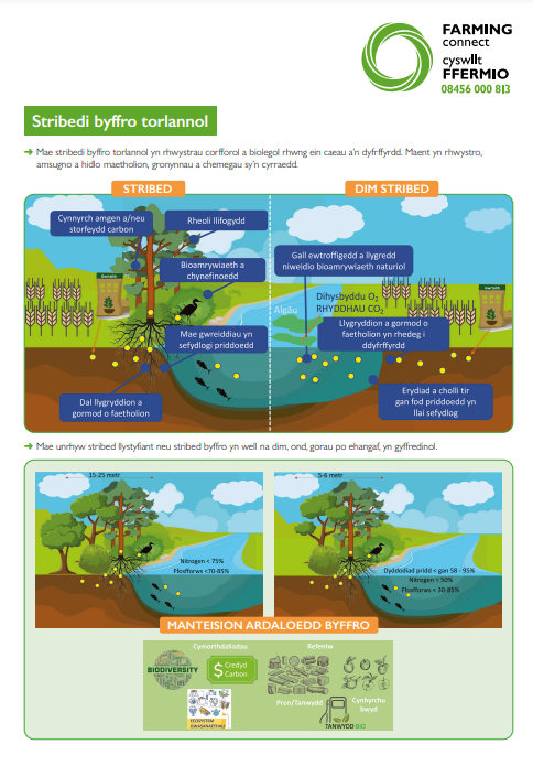 Stribedi byffro torlannol