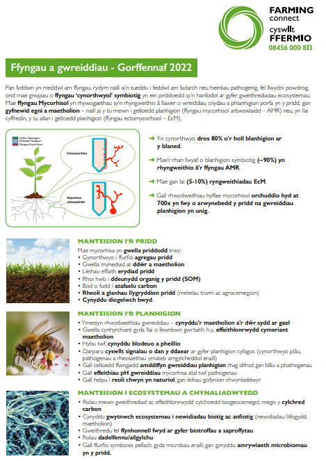 Ffyngau a gwreiddiau