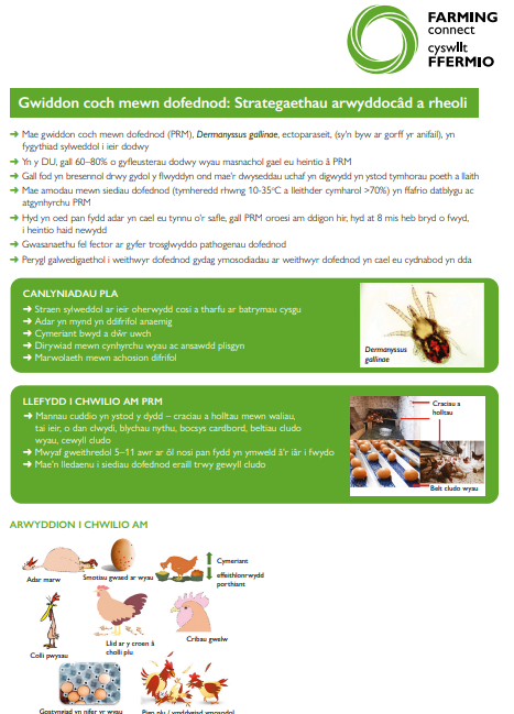 Gwiddon coch mewn dofednod