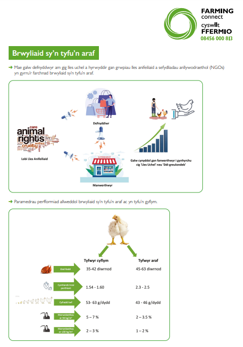 Brwyliaid sy’n tyfu’n araf 