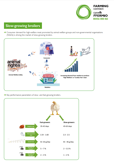 Slow-growing broilers