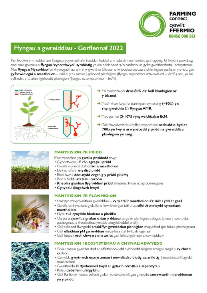 Taflen Gwybodaeth Ffyngau a Gwreiddiau