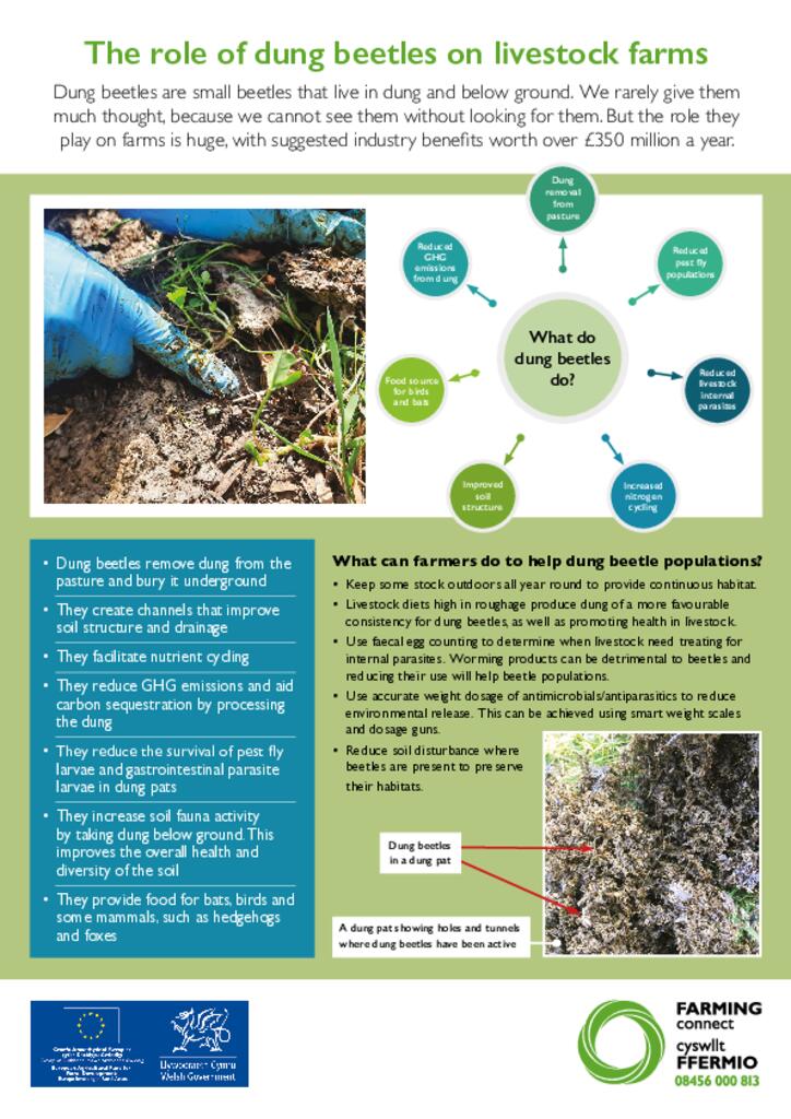 The role of dung beetles on livestock farms