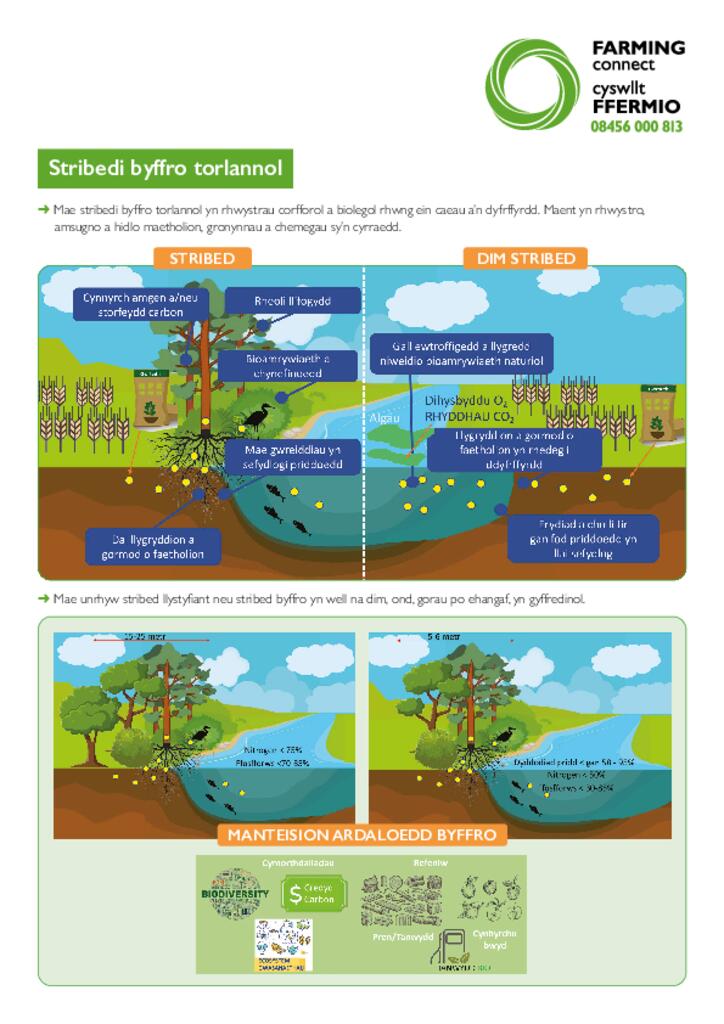 Taflen Wybodaeth Stribedi Byffro Torlannol