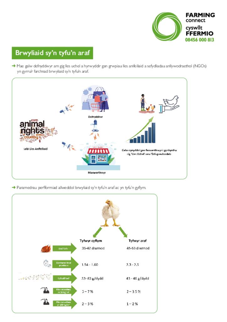 Taflen gwybodaeth - Brwyliaid sy’n tyfu’n araf