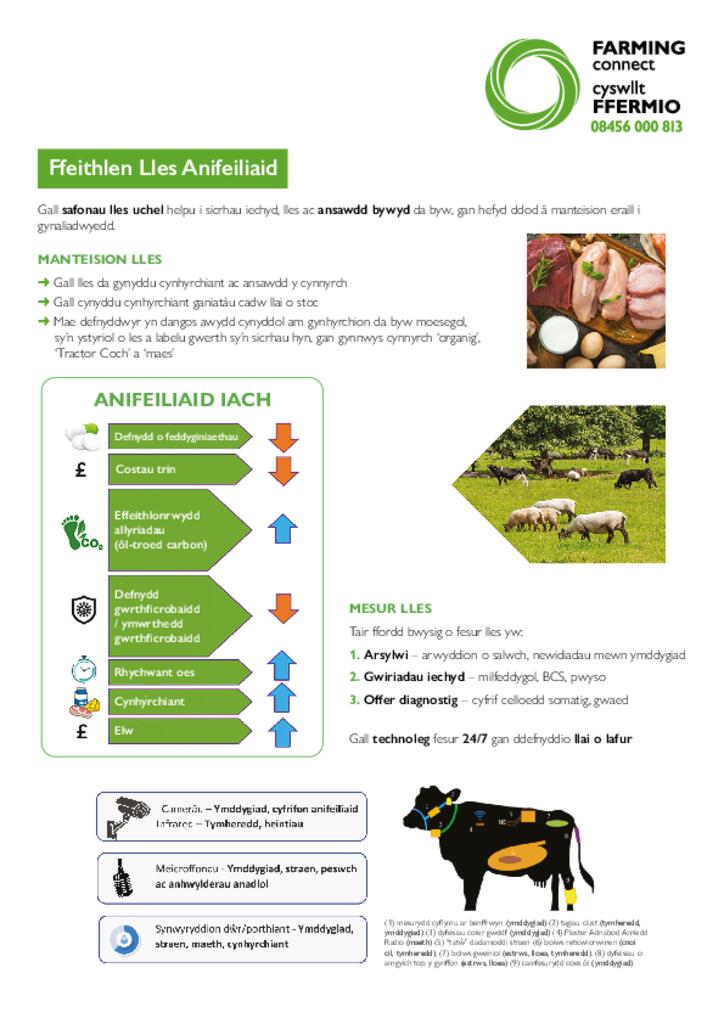 Lles Anifeiliaid - Taflen Gwybodaeth
