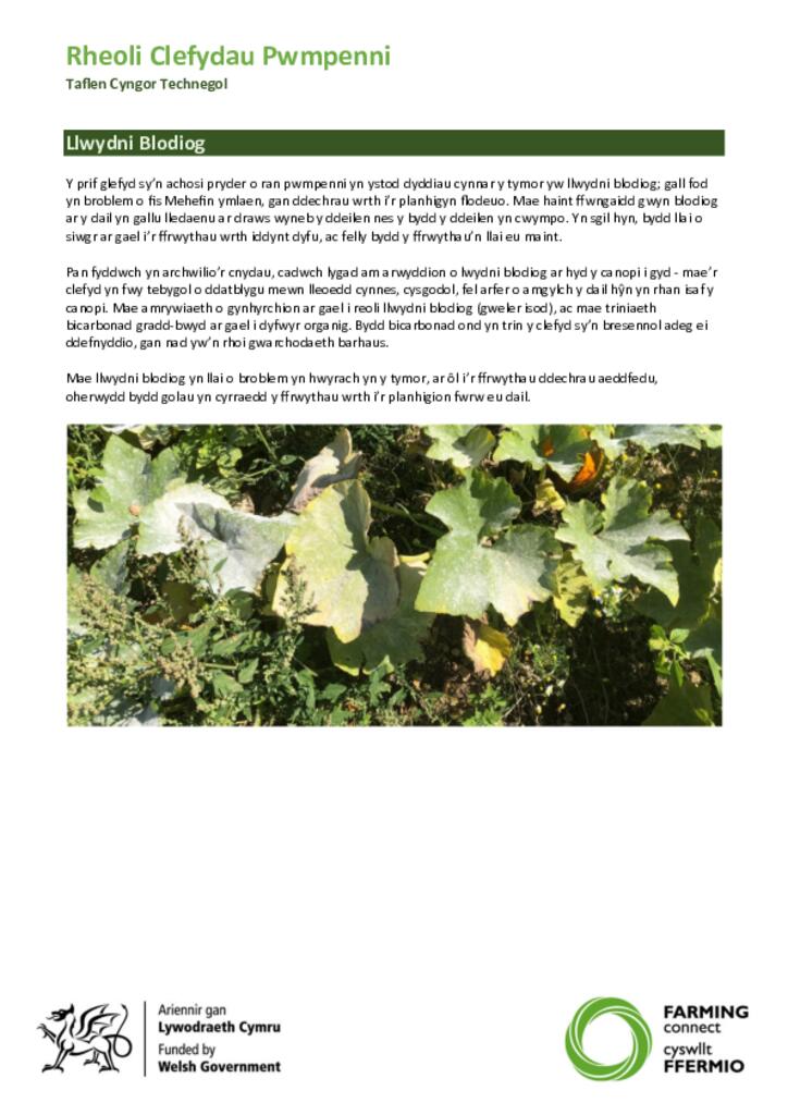 Taflen Cyngor Technegol - Rheoli Clefydau Pwmpenni
