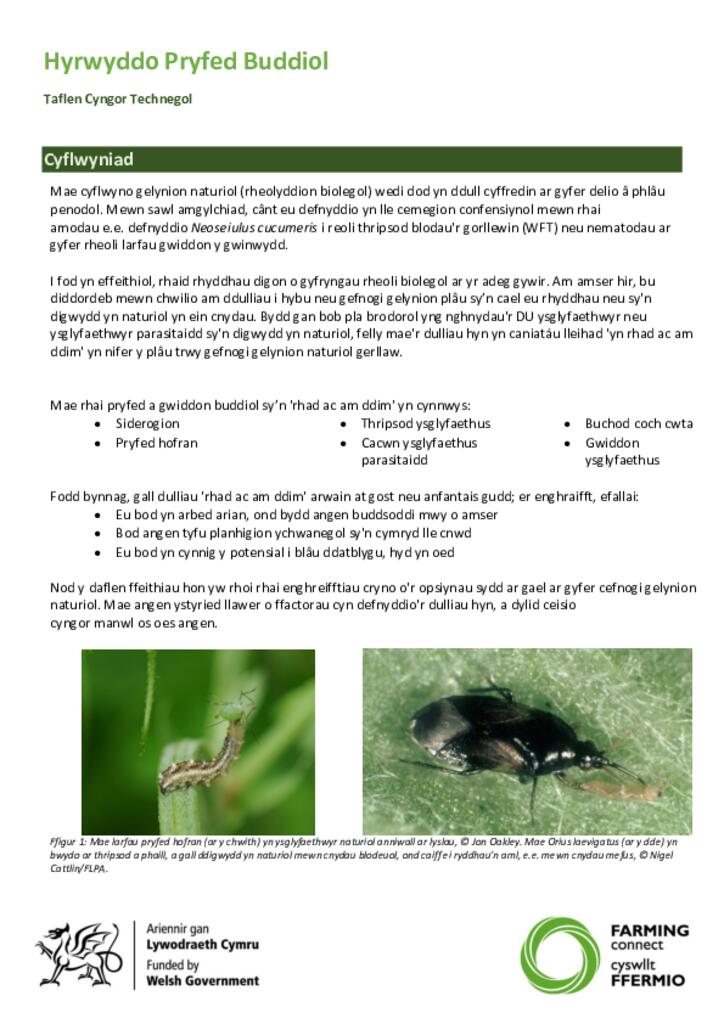 Taflen Cyngor Technegol - Hyrwyddo Pryfed Buddiol
