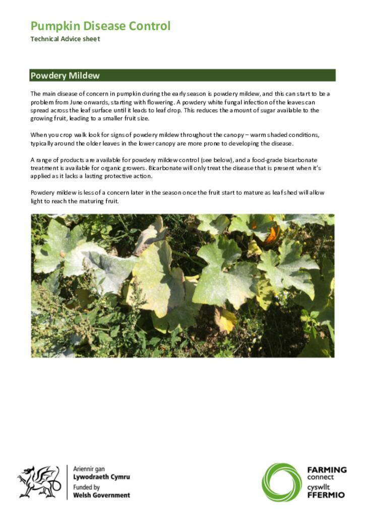 Technical advice sheet - Pumpkins