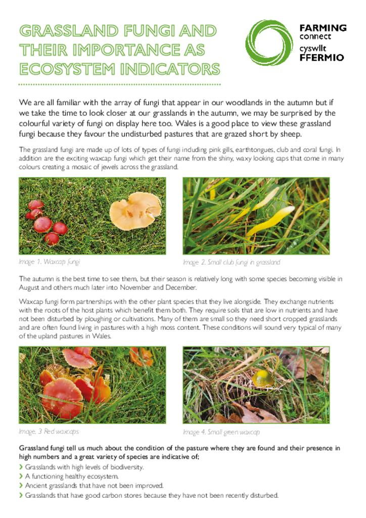 Grassland Fungi And Their Importance As Ecosystem Indicators