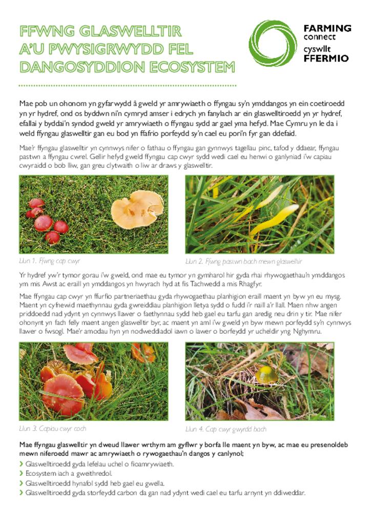 Ffwng Glaswelltir A’u Pwysigrwydd Fel Dangosyddion Ecosystem